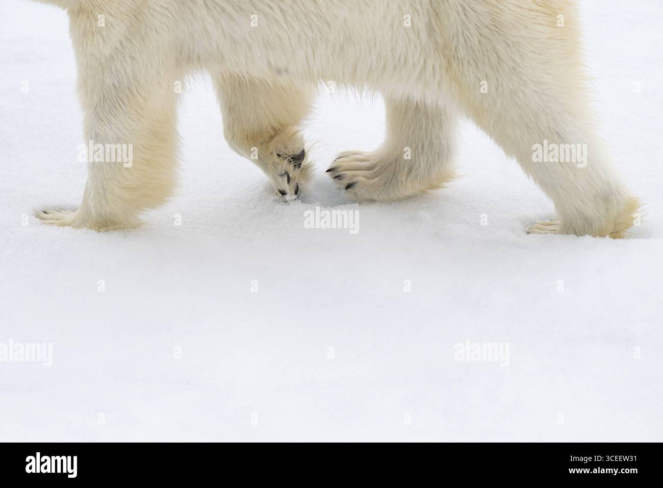 Groenland, parc national du nord-est du Groenland. Détail des pattes de l'ours polaire (Ursus maritimus). Banque D'Images