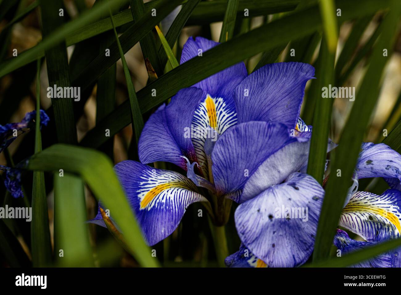 Iris unguicularis, l'iris algérien, est une plante à fleurs rhizomateuse du genre Iris, originaire d'Algérie, de Grèce, de Turquie, de Syrie occidentale et de Tunisie Banque D'Images