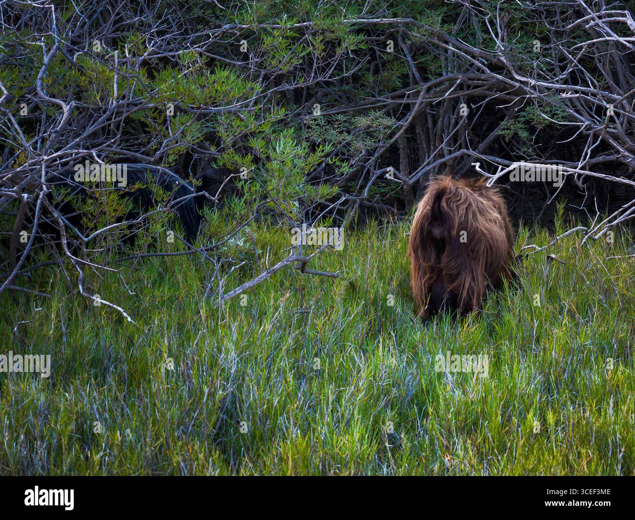 Shaggy Brown Goat pâturant dans un pré vert sur l'île de Crète Banque D'Images
