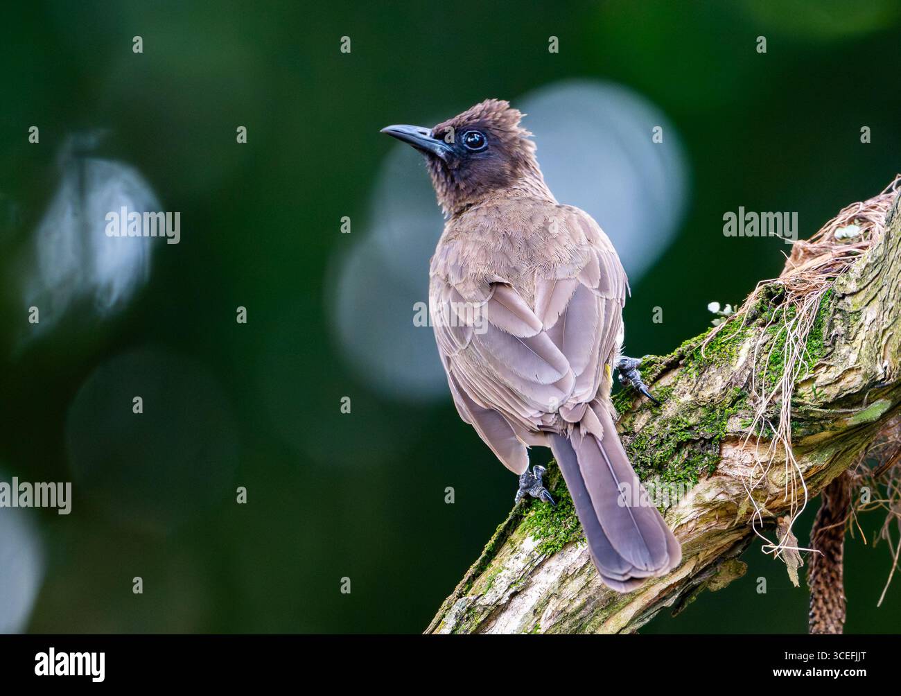 Un Bulbul commun (Pycnonotus barbatus) perché sur un arbre. Ouganda, Afrique. Banque D'Images