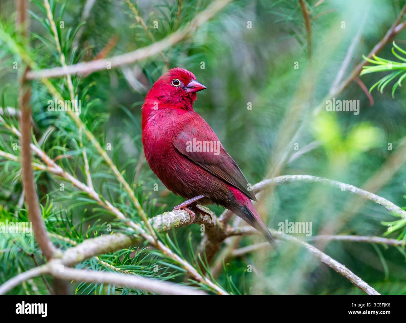 Un Firefinch mâle à bec rouge (Lagonosticta senegala) perché sur une branche dans la forêt. Ouganda, Afrique. Banque D'Images