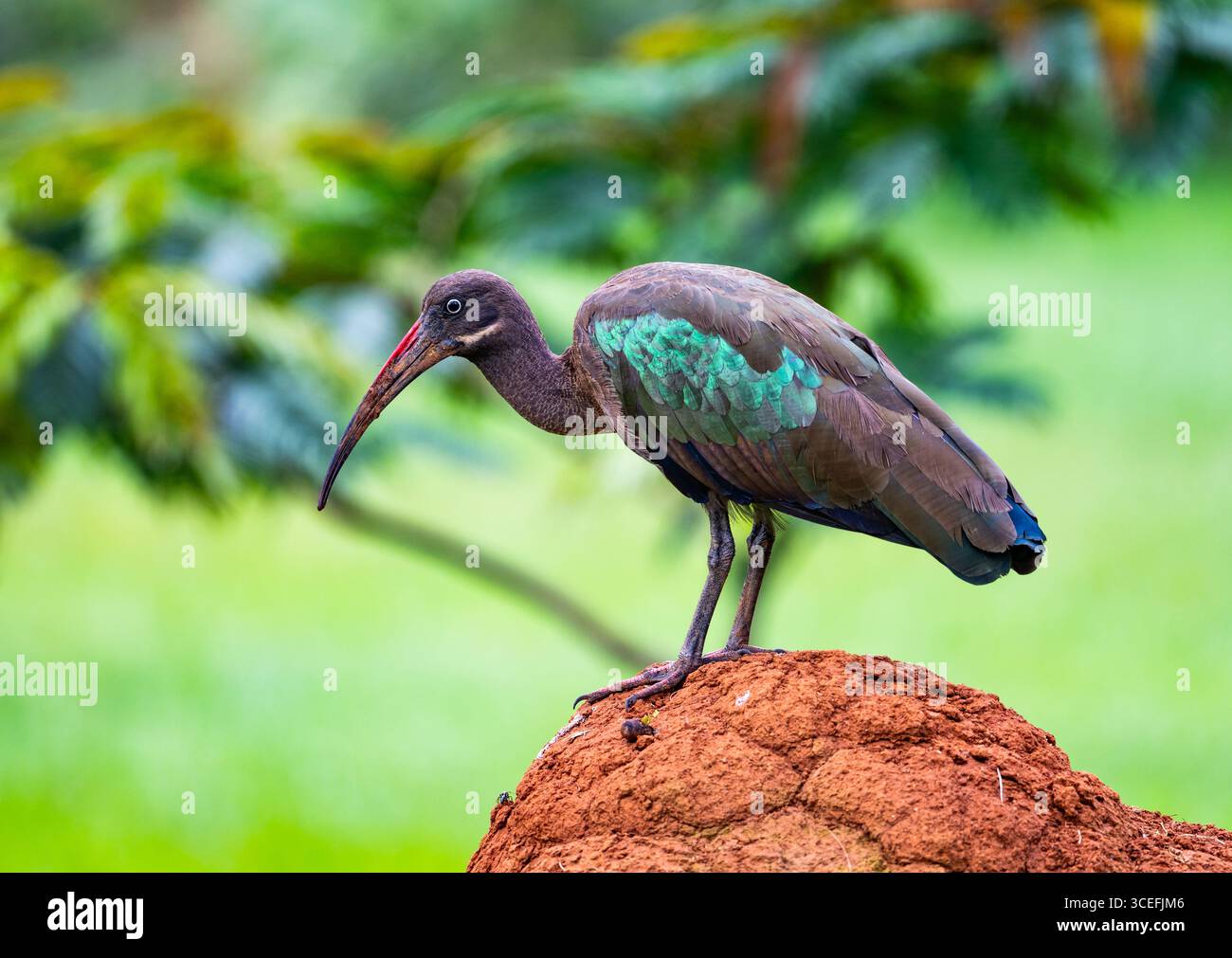 Un Hadada Ibis (Bostrychia hagedash) debout au sommet d'un monticule de termites. Ouganda, Afrique. Banque D'Images