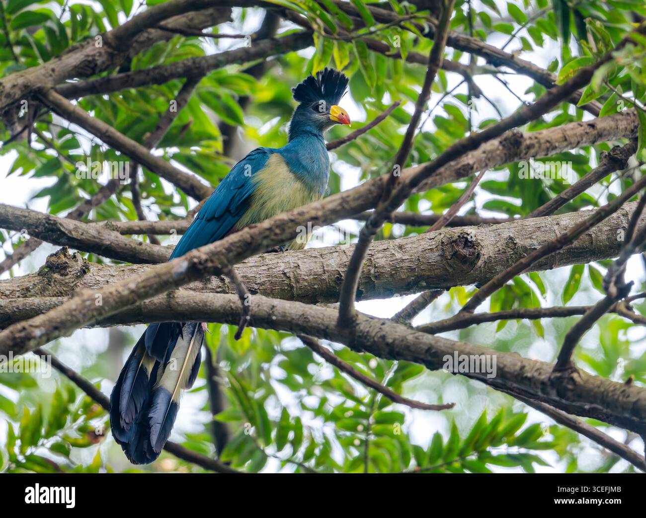 Un grand turaco bleu (Corythaeola cristata) perché sur un arbre. Ouganda, Afrique. Banque D'Images