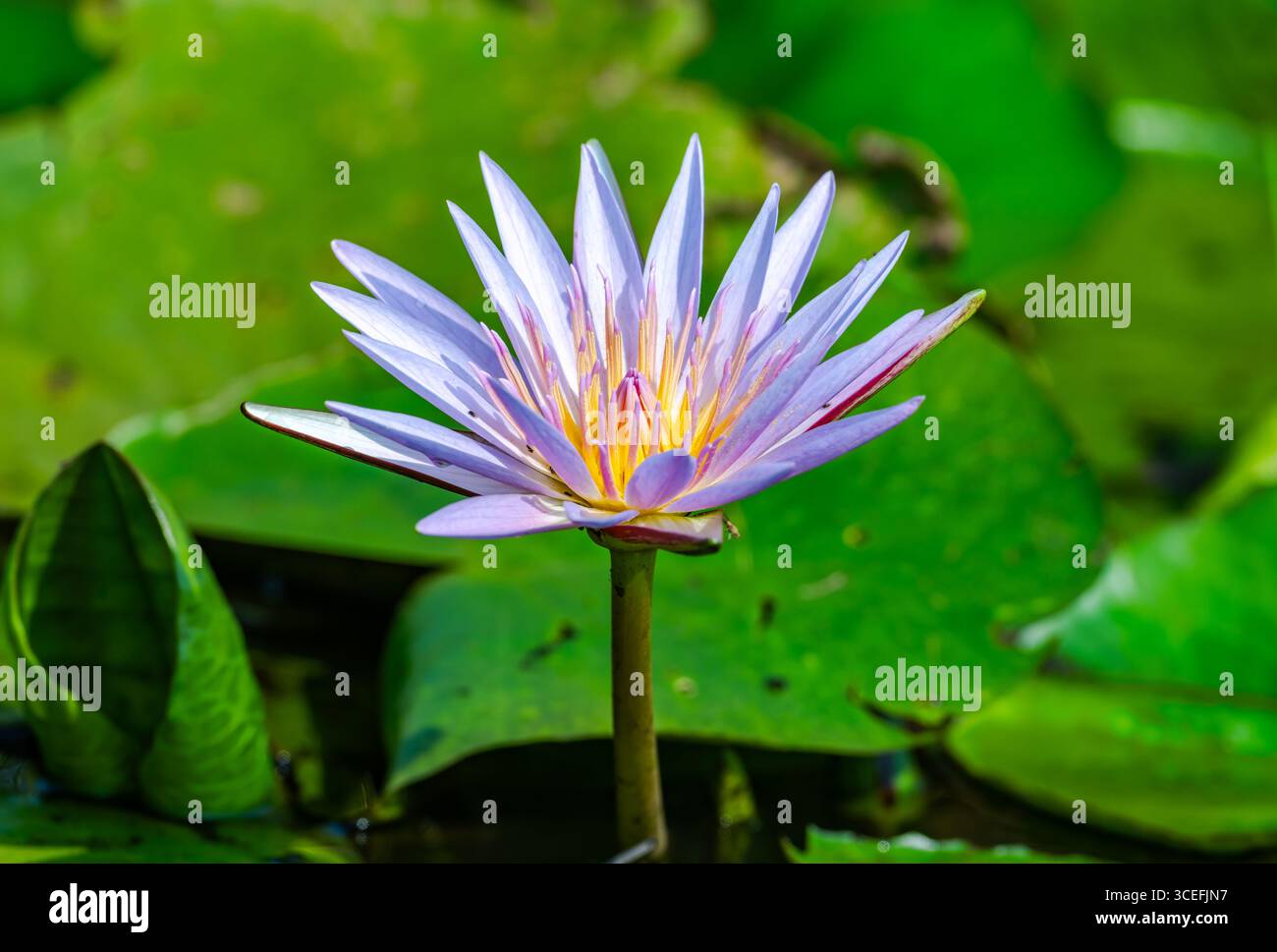 Fleur colorée d'un lotus égyptien, ou Lotus bleu (Nymphaea caerulea). Ouganda, Afrique. Banque D'Images