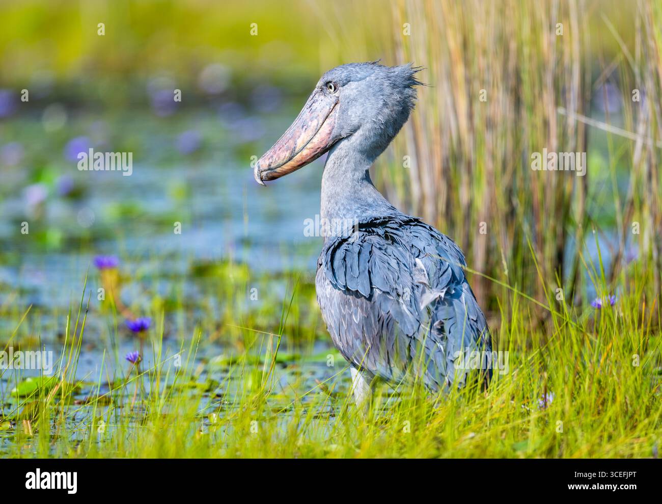 Un Shoebill sauvage (Balaeniceps rex) se tenant dans un marais près du lac Victoria. Ouganda, Afrique. Banque D'Images