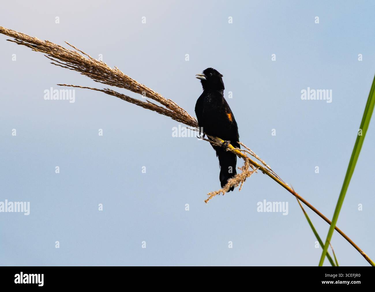 Une veuve à queue éventail (Euplectes axillaris) perchée sur une herbe. Ouganda, Afrique. Banque D'Images