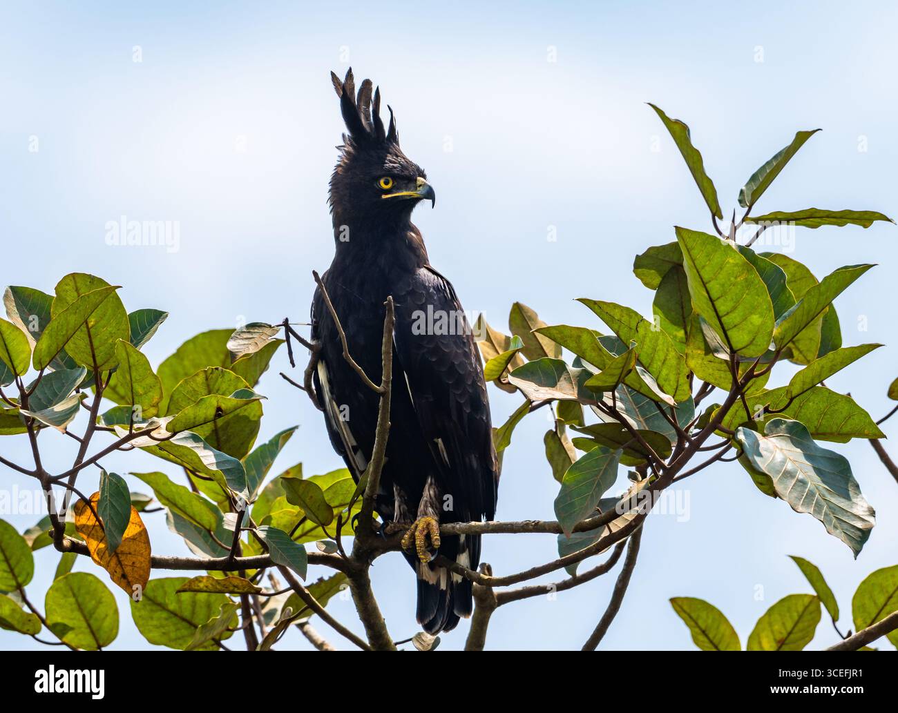 Un aigle à longue crête (Lophaetus occipitalis) perché sur une branche. Parc national du lac Mburo, Ouganda, Afrique. Banque D'Images
