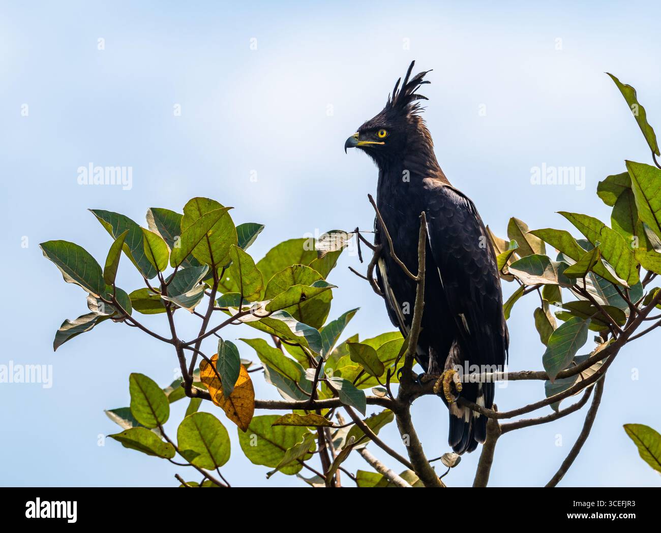 Un aigle à longue crête (Lophaetus occipitalis) perché sur une branche. Parc national du lac Mburo, Ouganda, Afrique. Banque D'Images
