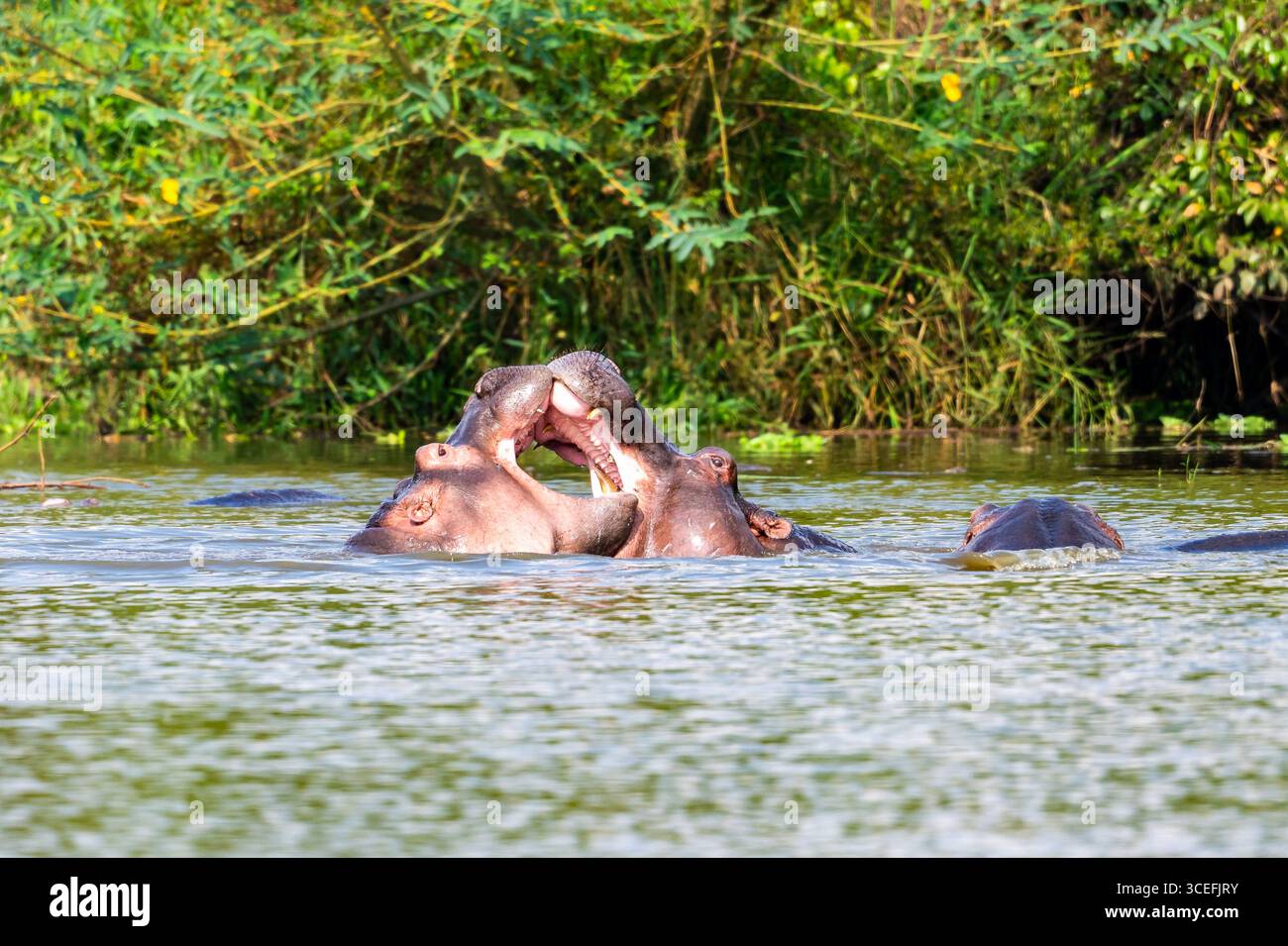 Deux hippopotames communs (Hippopotamus amphibius) rivalisent pour la domination dans le lac Mburo. Ouganda, Afrique. Banque D'Images