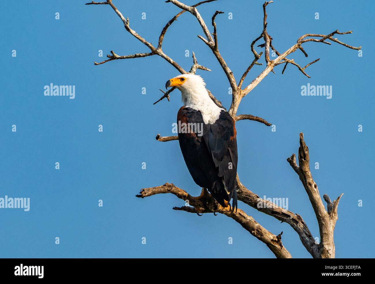 Un aigle-poisson africain (Icthyophaga vocifer) perché sur une branche. Parc national du lac Mburo, Ouganda, Afrique. Banque D'Images