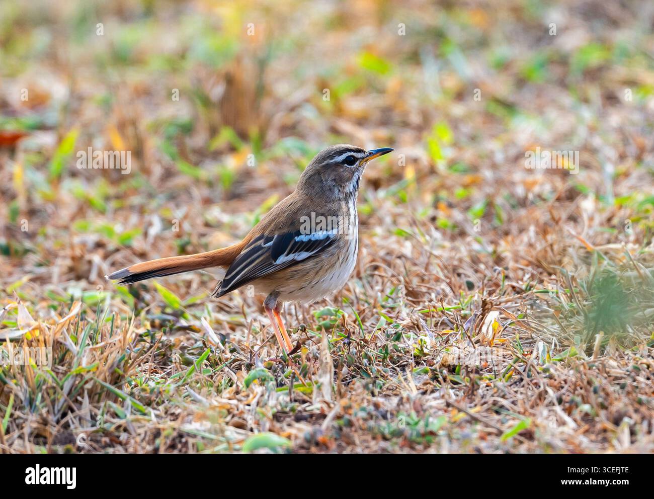 Un Scrub-Robin à dos brun (Cercotrichas hartlaubi) cherchant en plein champ. Parc national du lac Mburo, Ouganda, Afrique. Banque D'Images
