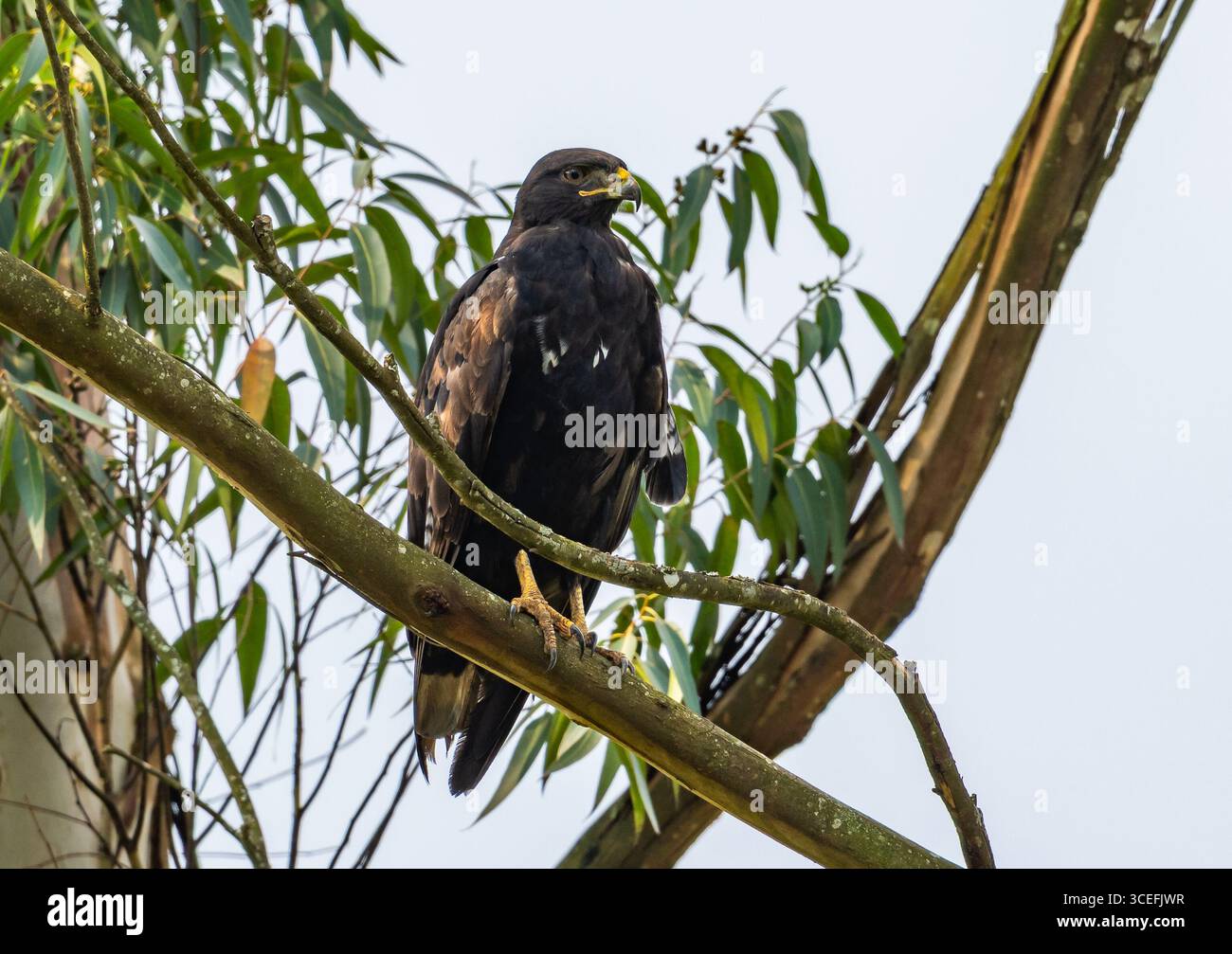 Un morph sombre Augur Buzzard (Buteo augur) perché sur une branche. Parc national du lac Mburo, Ouganda, Afrique. Banque D'Images