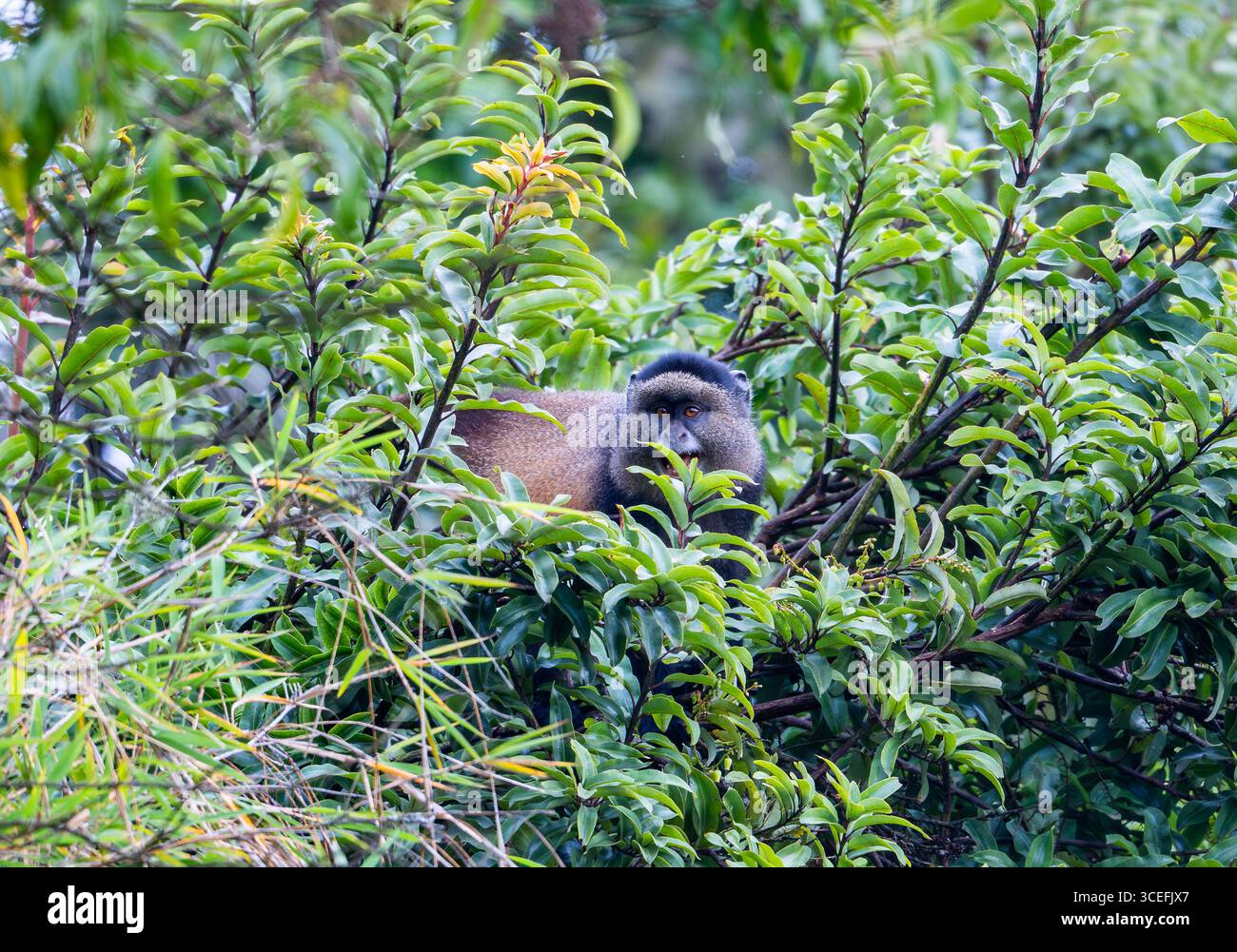 Un singe doré sauvage (Cercopithecus mitis ssp. kandti) dans la forêt. Parc national des gorilles de Mgahinga, Ouganda, Afrique. Banque D'Images