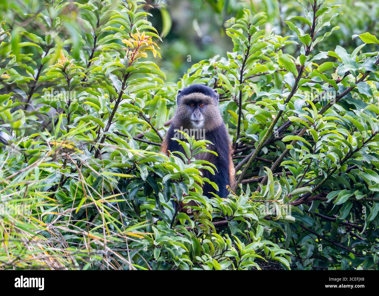 Un singe doré sauvage (Cercopithecus mitis ssp. kandti) dans la forêt. Parc national des gorilles de Mgahinga, Ouganda, Afrique. Banque D'Images