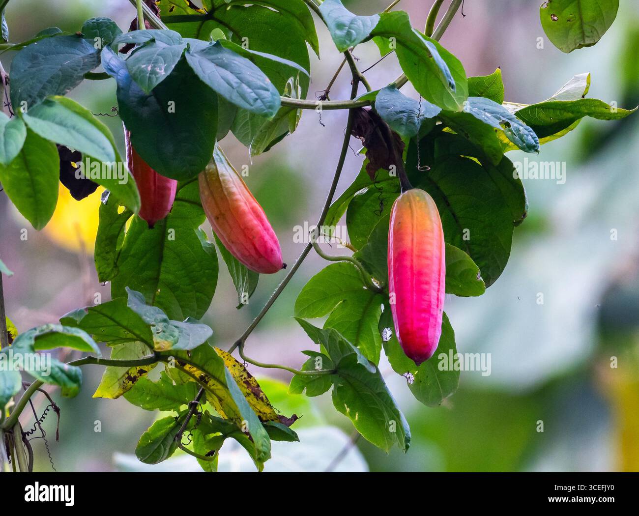 Fruits rouges de plante tropicale Ivy Gourd (Coccinia grandis). Ouganda, Afrique. Banque D'Images