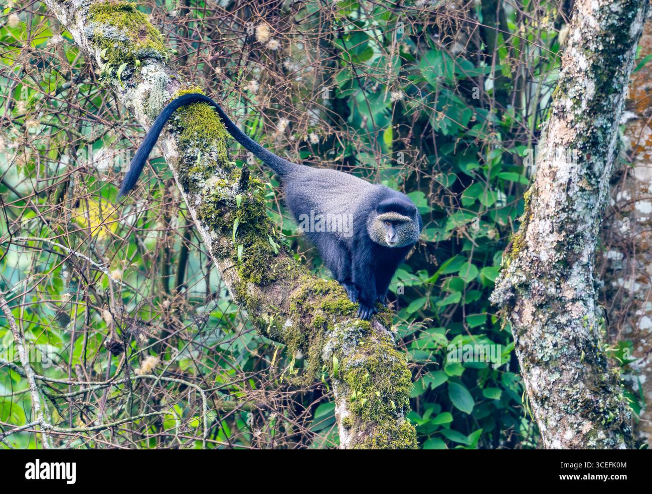 Singe bleu (Cercopithecus mitis) sur un arbre en forêt. Parc national impénétrable de Bwindi, Ouganda, Afrique. Banque D'Images