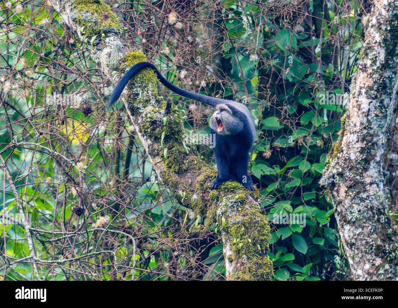 Un singe bleu (Cercopithecus mitis) avec une expression menaçante de montrer des dents. Parc national impénétrable de Bwindi, Ouganda, Afrique. Banque D'Images