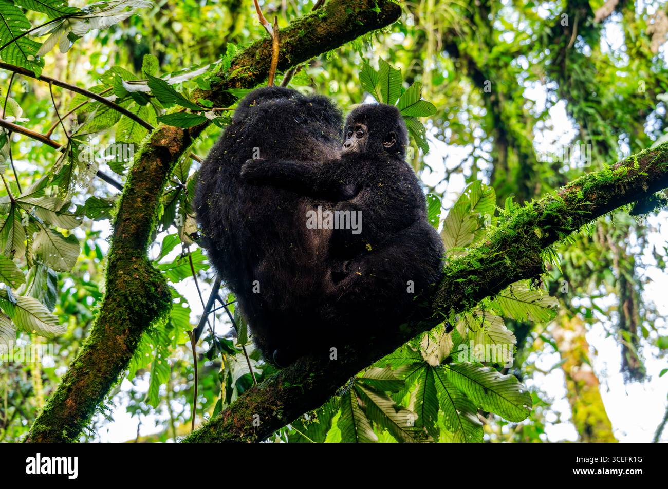 Un Baby Mountain Gorilla (Gorilla beringei ssp. beringei) câlinant sa mère sur un arbre. Parc national impénétrable de Bwindi, Ouganda, Afrique. Banque D'Images