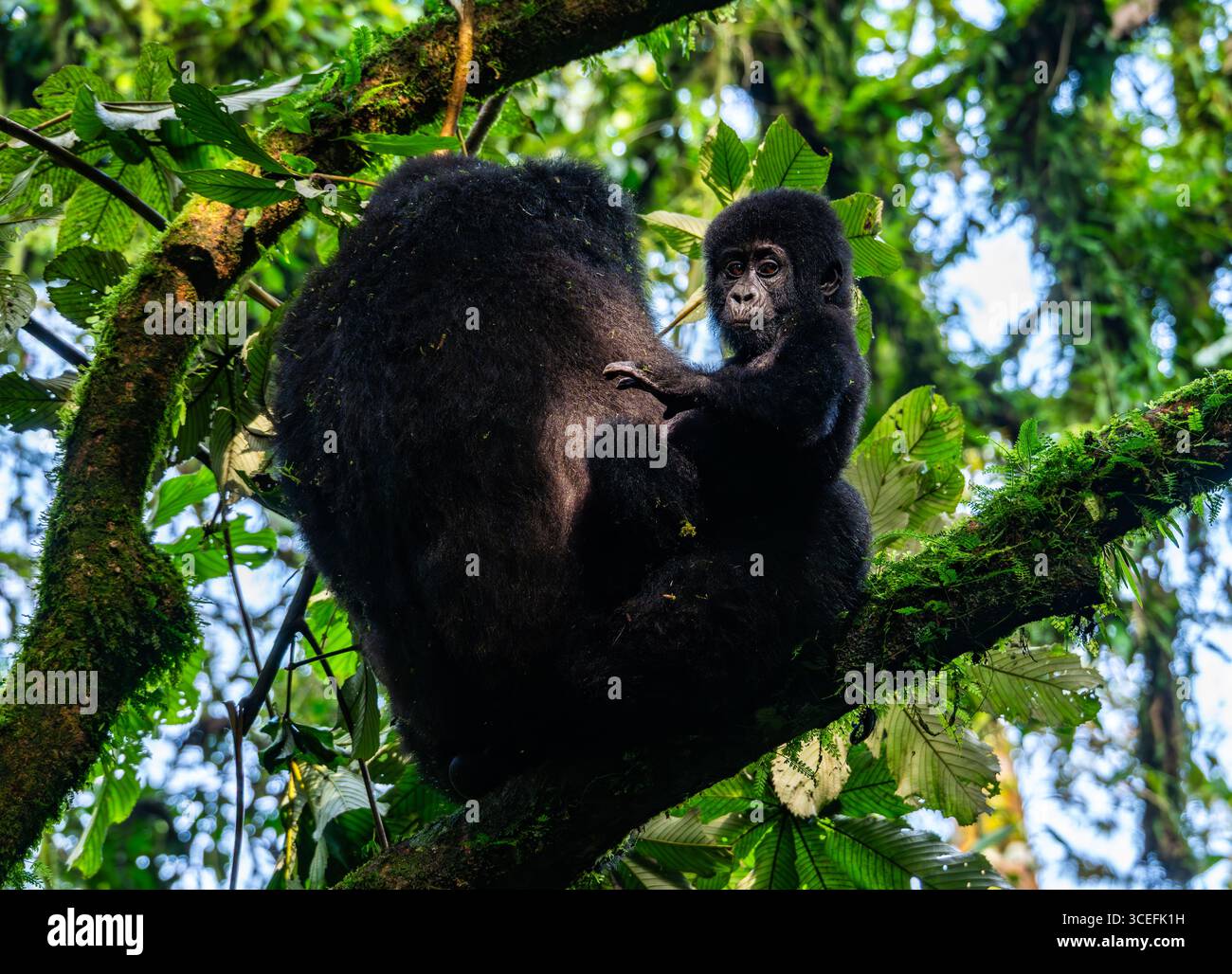 Un Baby Mountain Gorilla (Gorilla beringei ssp. beringei) câlinant sa mère sur un arbre. Parc national impénétrable de Bwindi, Ouganda, Afrique. Banque D'Images