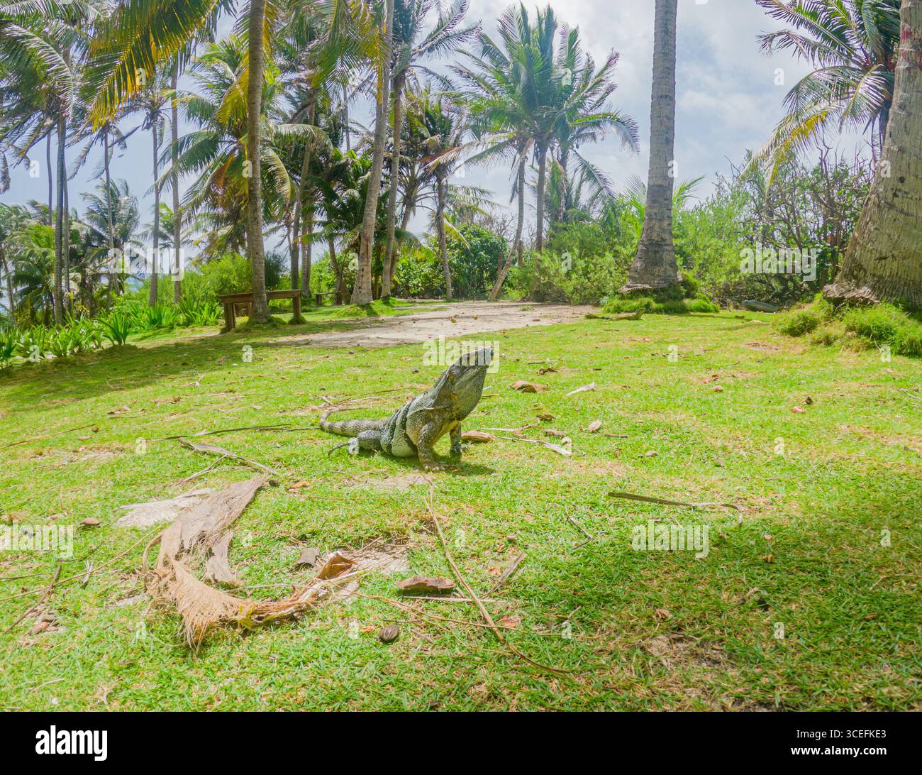 Un iguane reposant sur une végétation luxuriante au milieu des palmiers de l'île de San Andres, en Colombie, mettant en valeur la beauté vibrante de la nature. Banque D'Images