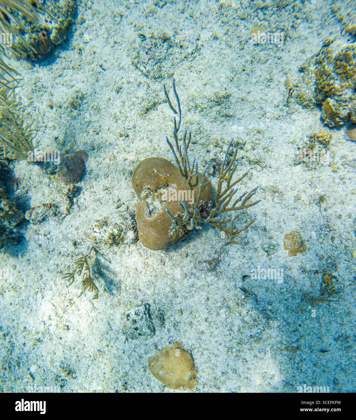 Une vue sous-marine sereine mettant en valeur les coraux et la vie marine sur le fond sablonneux de l'île de San Andres, en Colombie. Banque D'Images