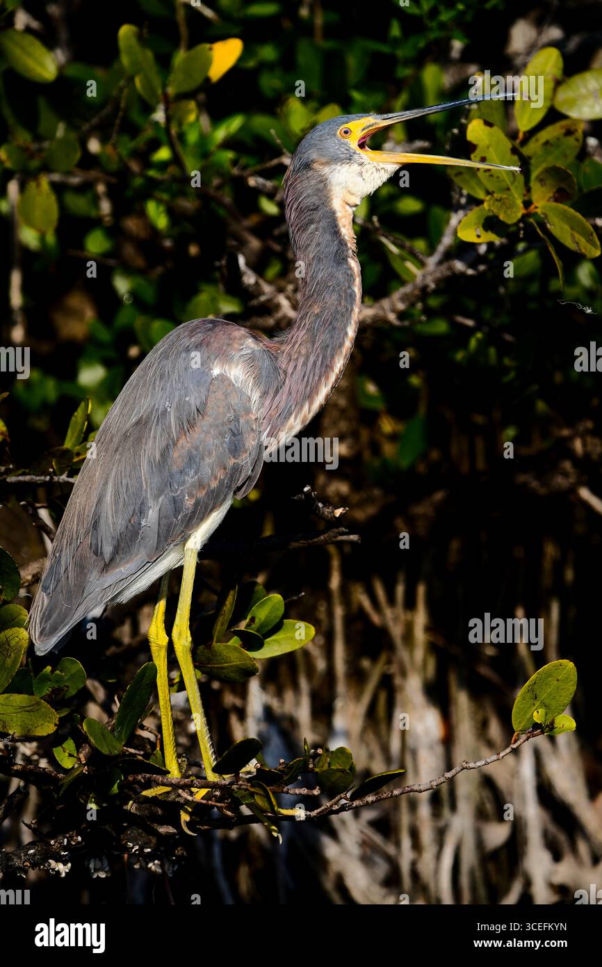 Héron tricolore vibrant (Egretta tricolor) dans un habitat luxuriant, présentant un plumage saisissant et des caractéristiques distinctives au milieu d'un riche feuillage vert. Banque D'Images