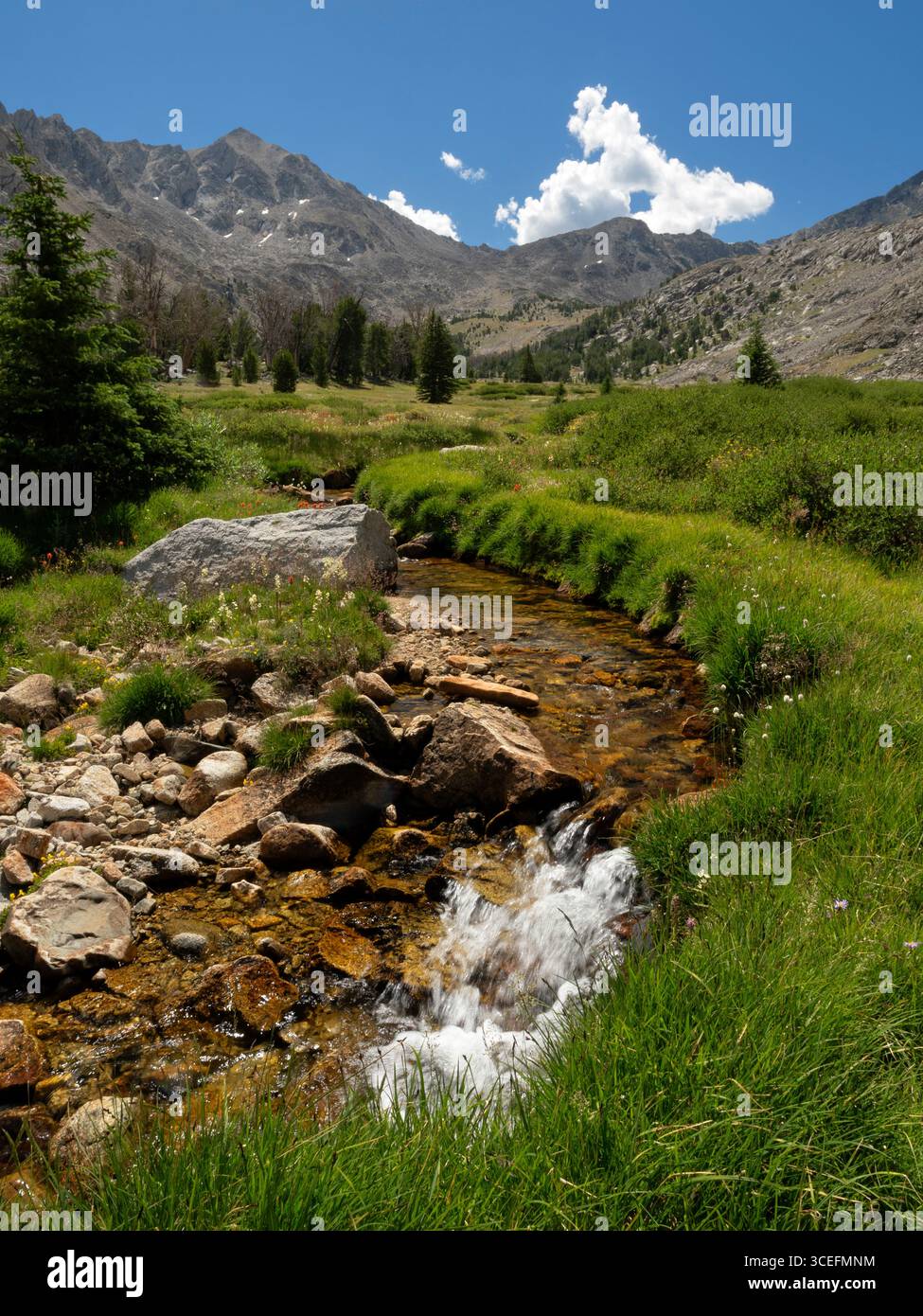 ID011119-00..... IDAHO - Fall Creek dans la vallée surprise, Pioneer Mountains, Salmon-Challis National Forest. Banque D'Images