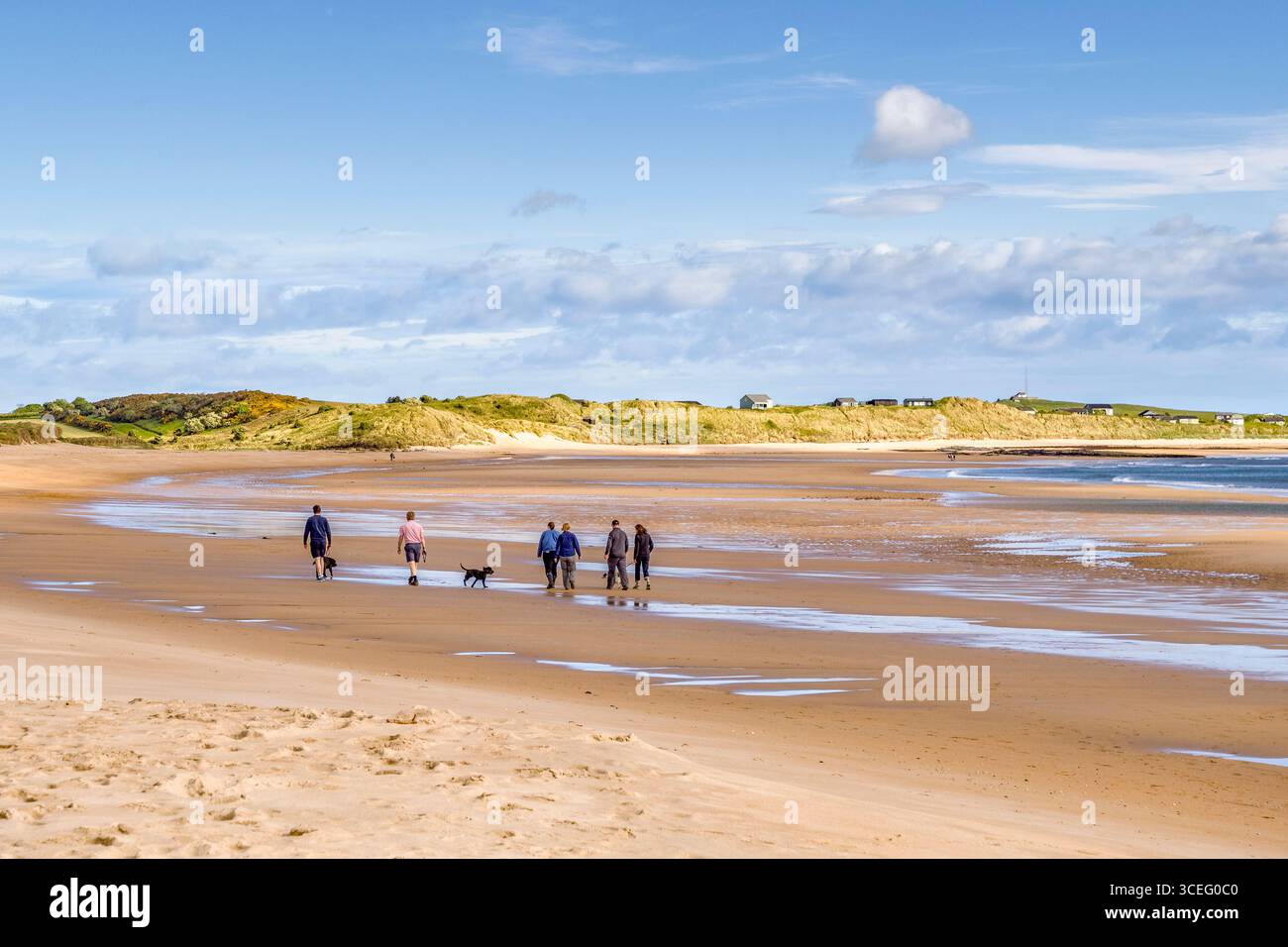 Promenade en chien tôt le matin, Embleton Beach, Northumberland, Royaume-Uni. Groupe de personnes marchant sur la plage avec leurs chiens, tôt un matin au printemps. Banque D'Images