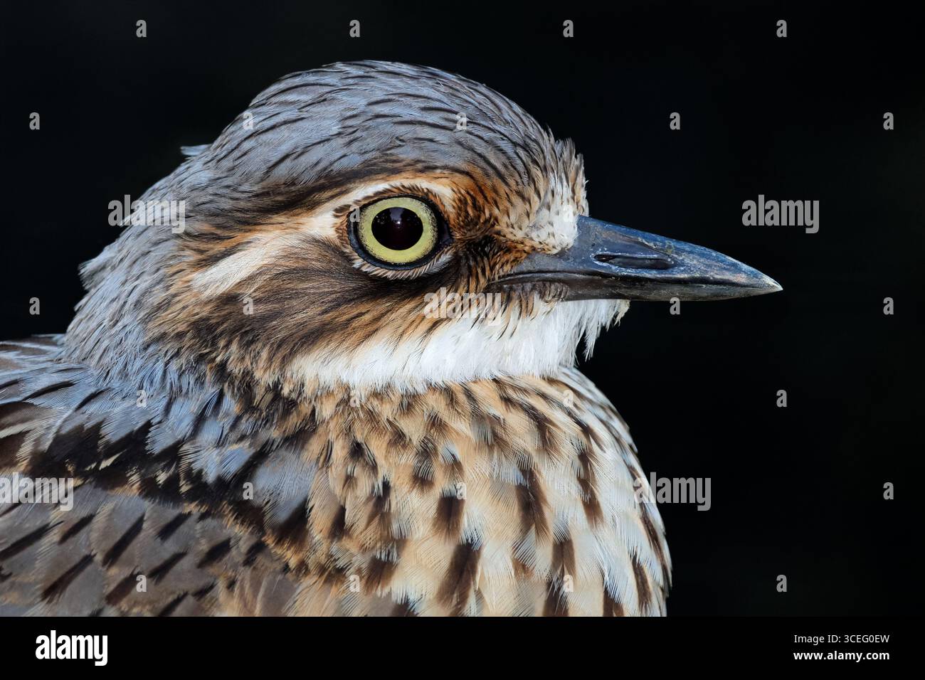 Portrait en gros plan d'un Curlew de pierre de brousse (Burhinus grallarius) isolé sur noir, Australie méridionale Banque D'Images