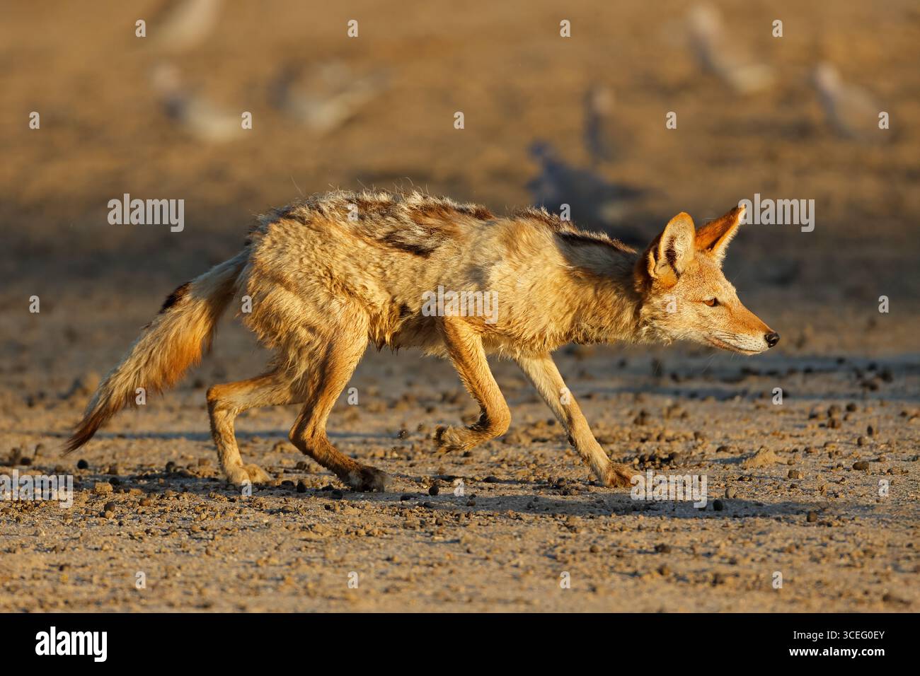 Un jackal à dos noir (Canis mesomelas) qui se trouve dans le désert de Kalahari, en Afrique du Sud Banque D'Images