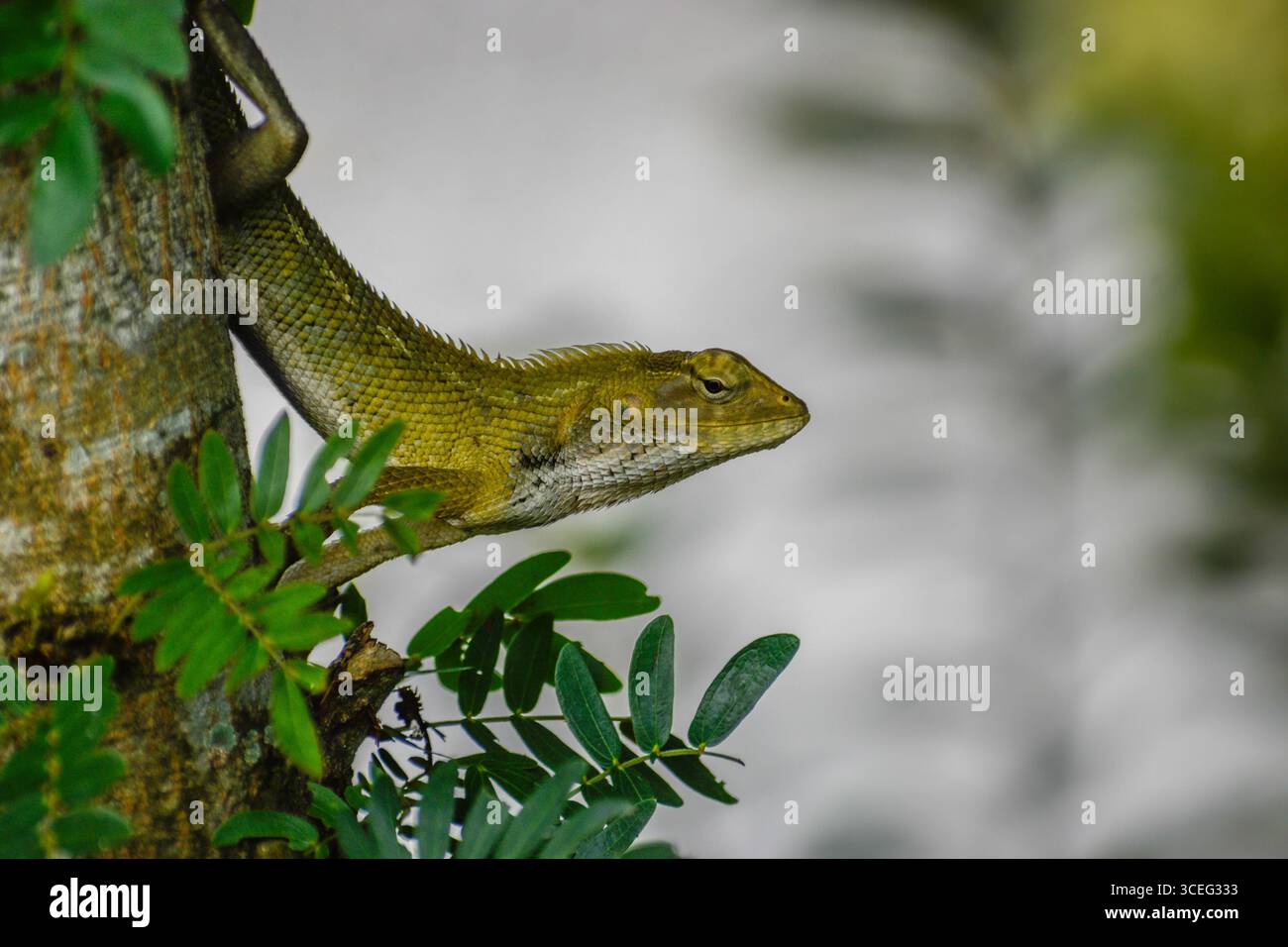 Un lézard de jardin oriental sur un arbre. Photographié dans la partie ouest de Singapour. Banque D'Images