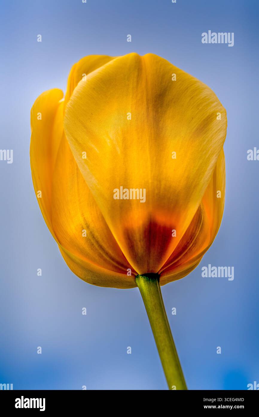 Gros plan d'une tulipe jaune éclatante contre un ciel bleu clair Banque D'Images Gros plan d'une tulipe jaune éclatante contre un ciel bleu clair Banque D'Images