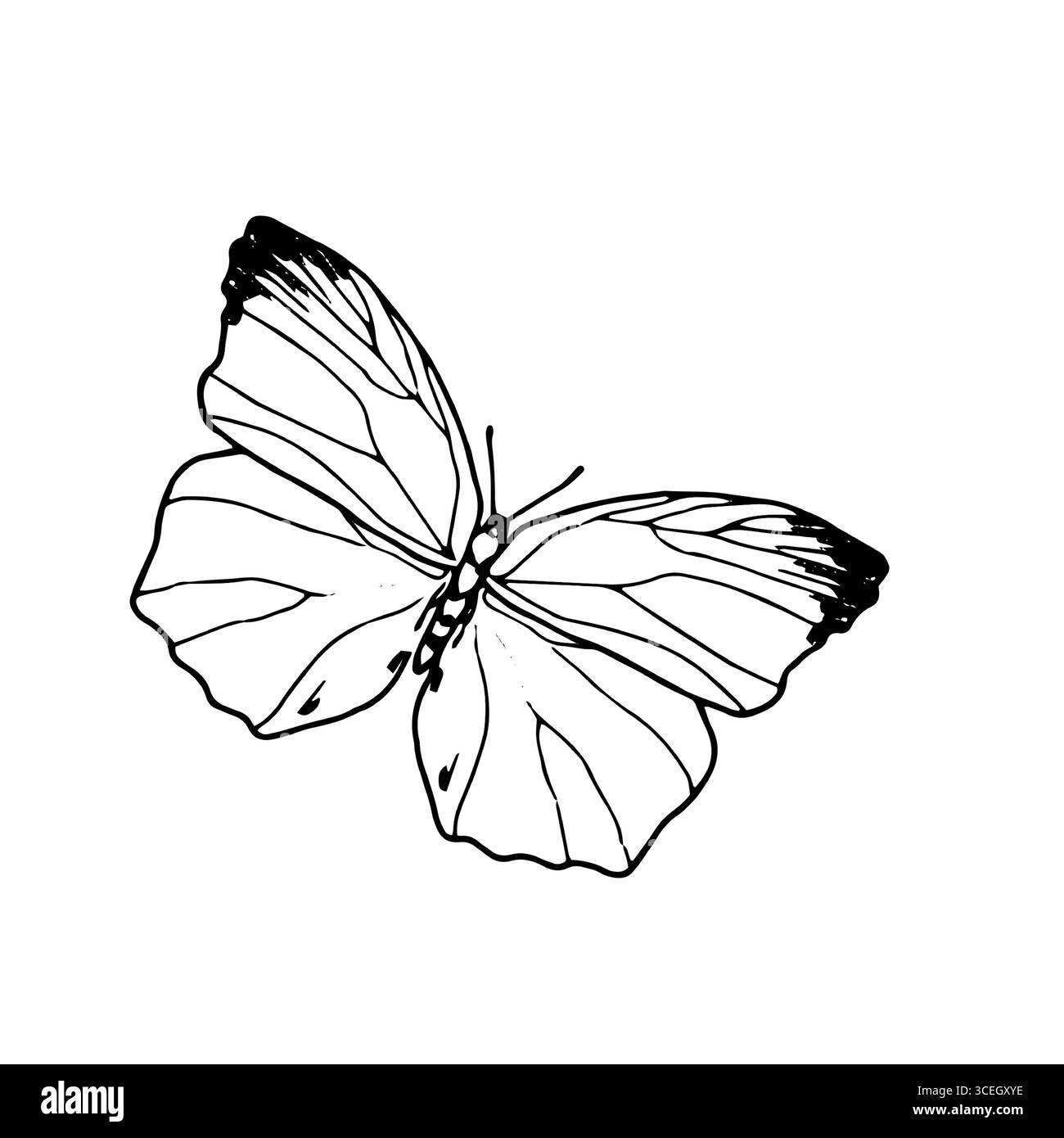 Papillon gracieux avec des ailes, croquis noir et blanc. Illustration vectorielle. La silhouette d'un papillon argousier est isolée sur un fond blanc. Illustration de Vecteur