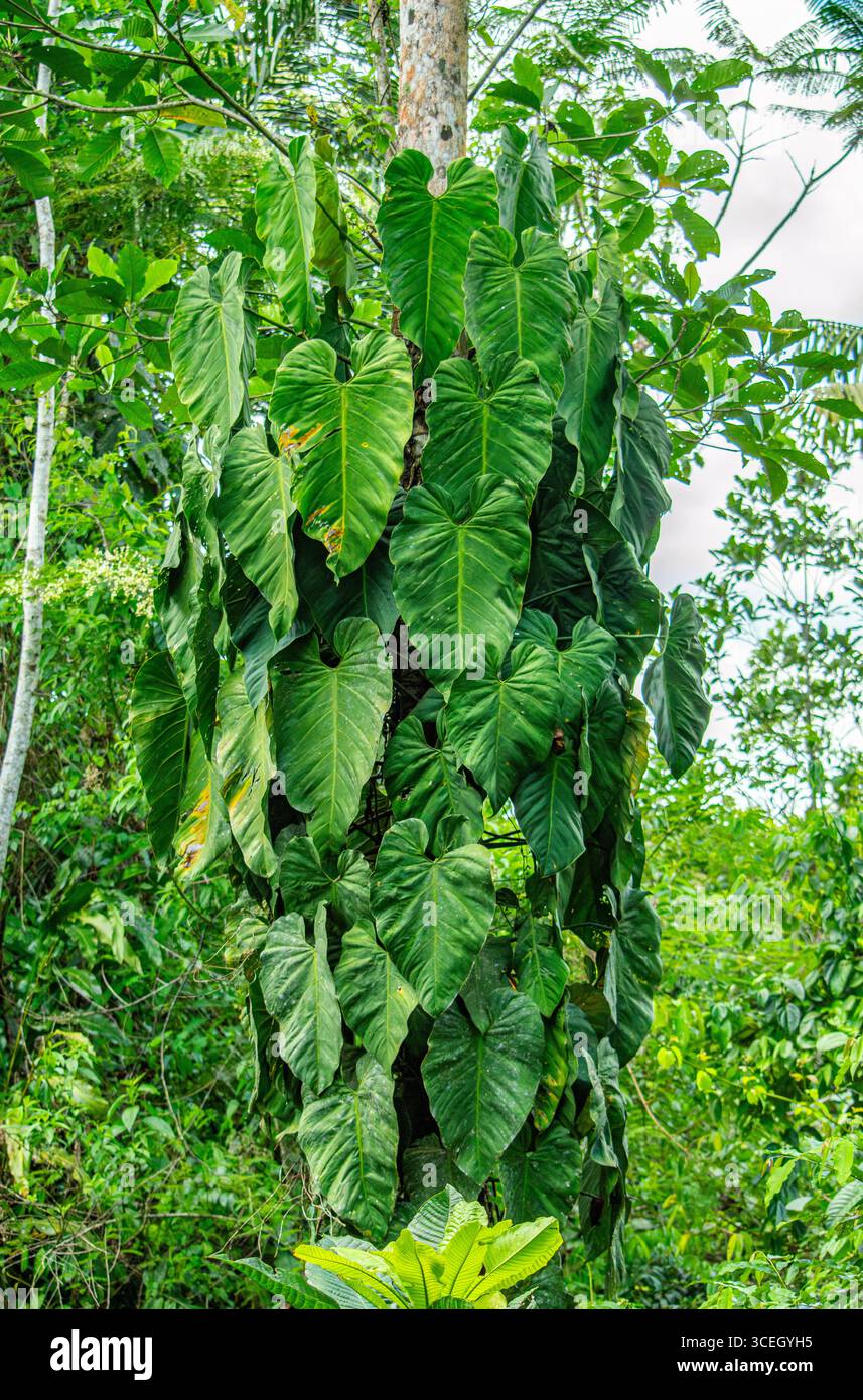 Des feuilles vertes éclatantes tombant en cascade d'un arbre dans la forêt tropicale luxuriante de Putumayo, en Colombie, mettant en valeur la riche biodiversité de la région. Banque D'Images
