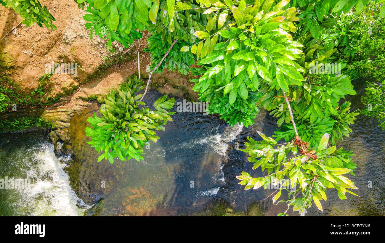 Vue aérienne de feuilles vertes vibrantes sur une rivière qui coule à Putumayo, en Colombie, soulignant la beauté de la nature. Banque D'Images