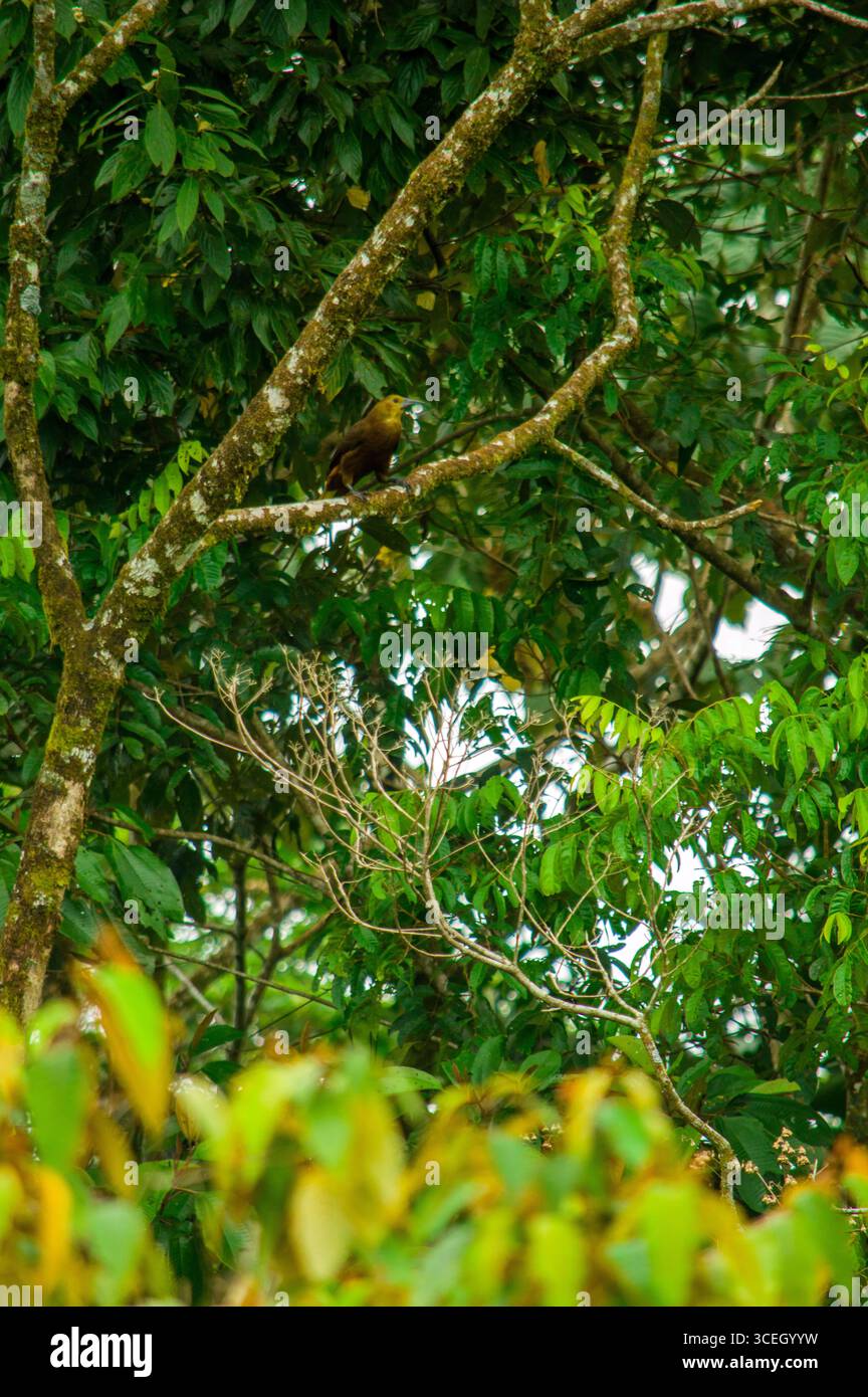 Un oiseau vibrant perché sur une branche au milieu d'un feuillage verdoyant à Putumayo, en Colombie, mettant en valeur la riche biodiversité de la région. Banque D'Images