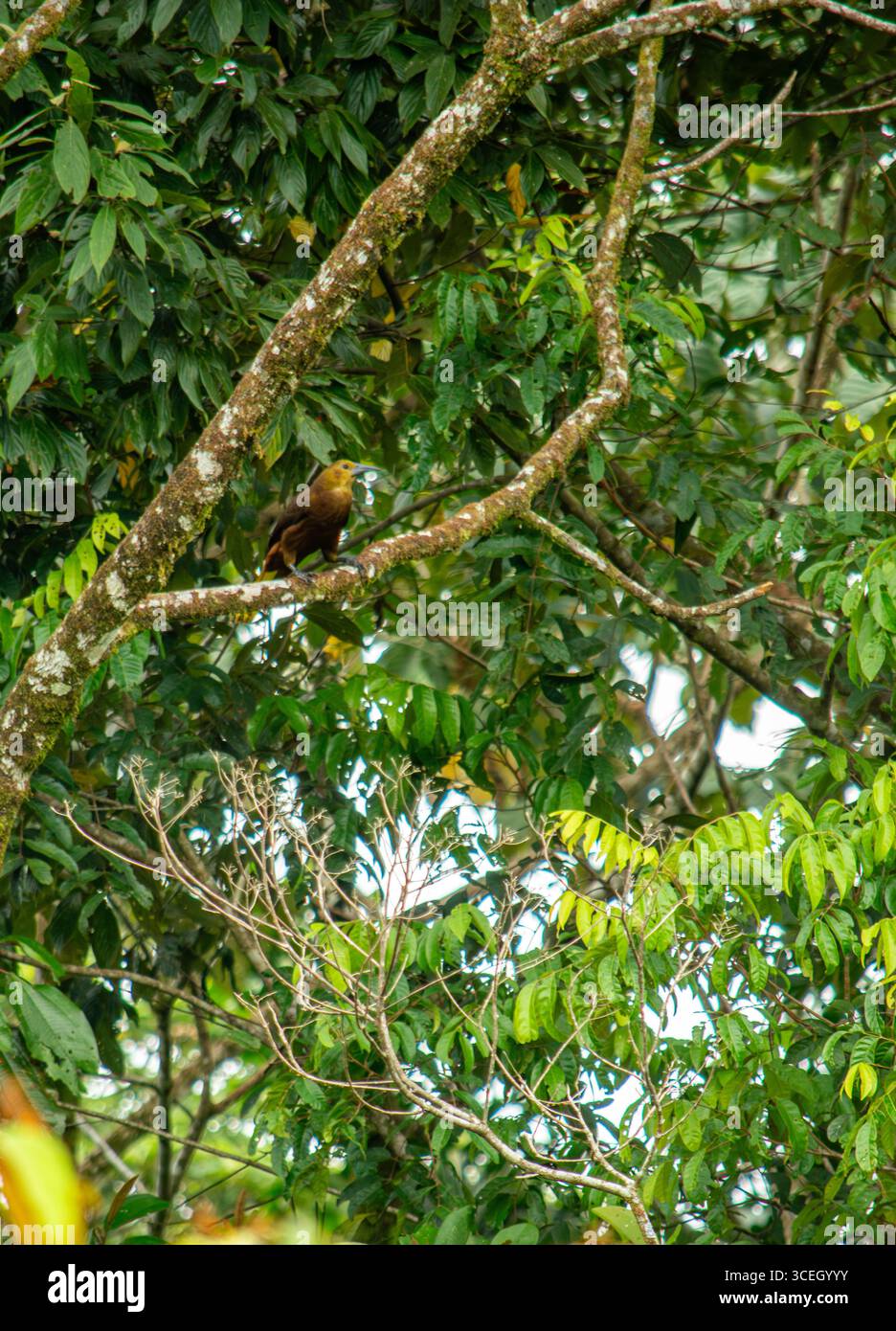Un oiseau brun perché sur une branche au milieu d'un feuillage vert vibrant dans la forêt tropicale de Putumayo, Colombie. Banque D'Images