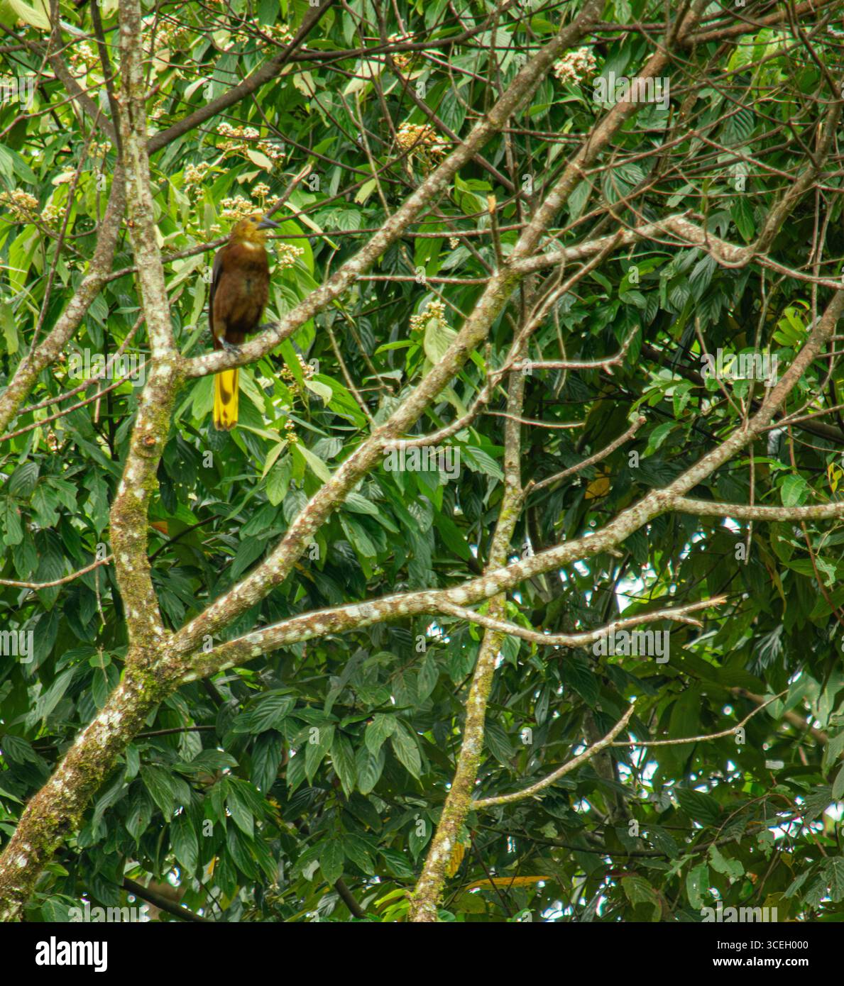 Un oiseau perché sur une branche d'arbre entouré d'un feuillage vert vibrant à Putumayo, Colombie. Banque D'Images