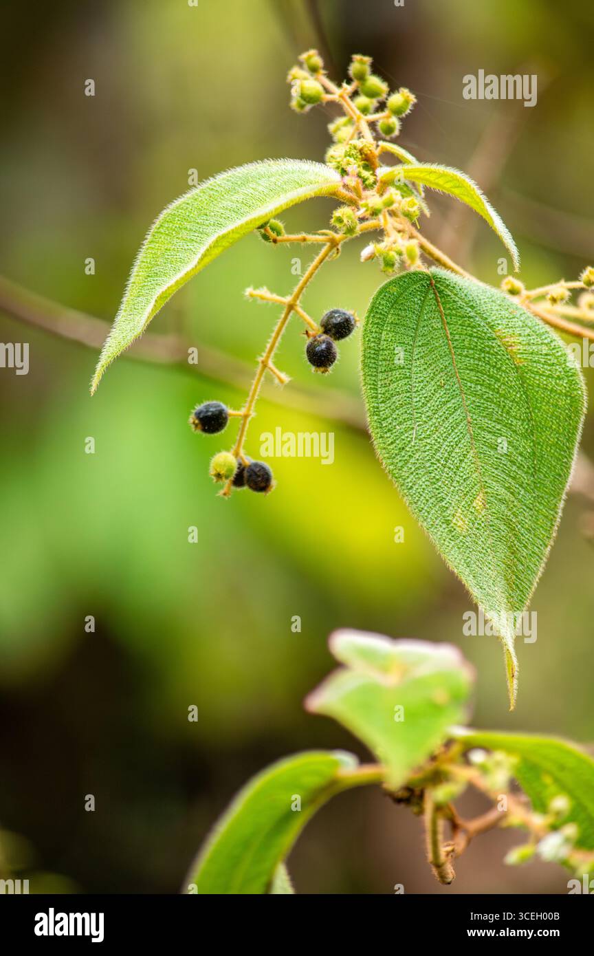 Un gros plan détaillé des feuilles et des baies noires dans l'environnement luxuriant de Putumayo, en Colombie, mettant en valeur la beauté de la nature. Banque D'Images