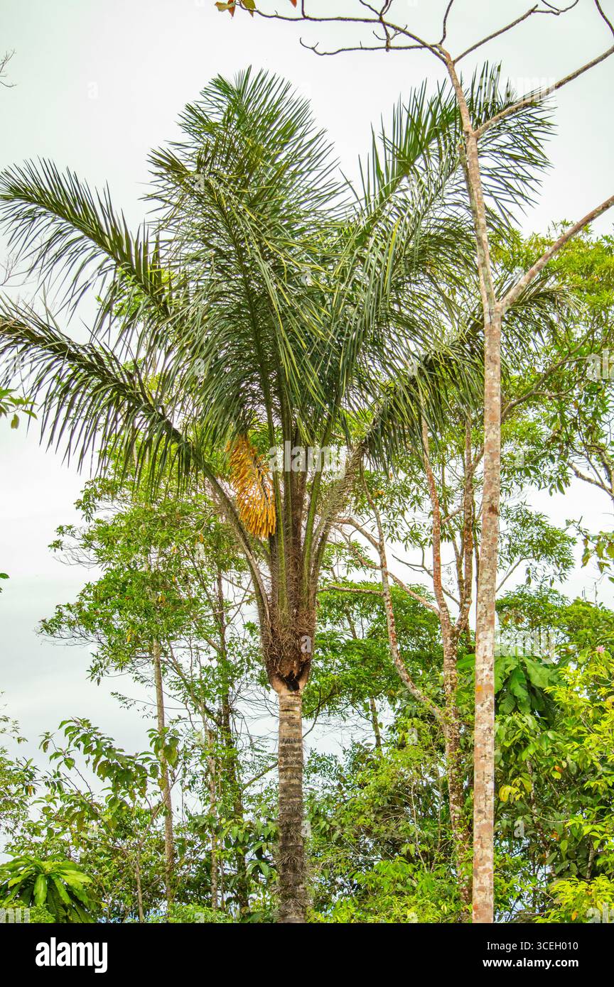 Un palmier vibrant se dresse au milieu de la verdure luxuriante de Putumayo, en Colombie, mettant en valeur la riche biodiversité de la région. Banque D'Images