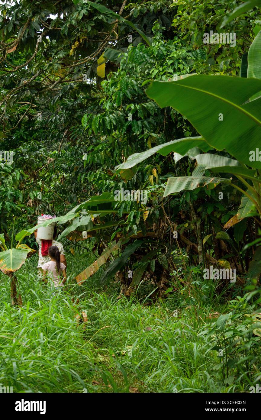 Deux femmes naviguent à travers une jungle vibrante à Putumayo, en Colombie, portant des paniers et entourées d'une riche verdure. Banque D'Images