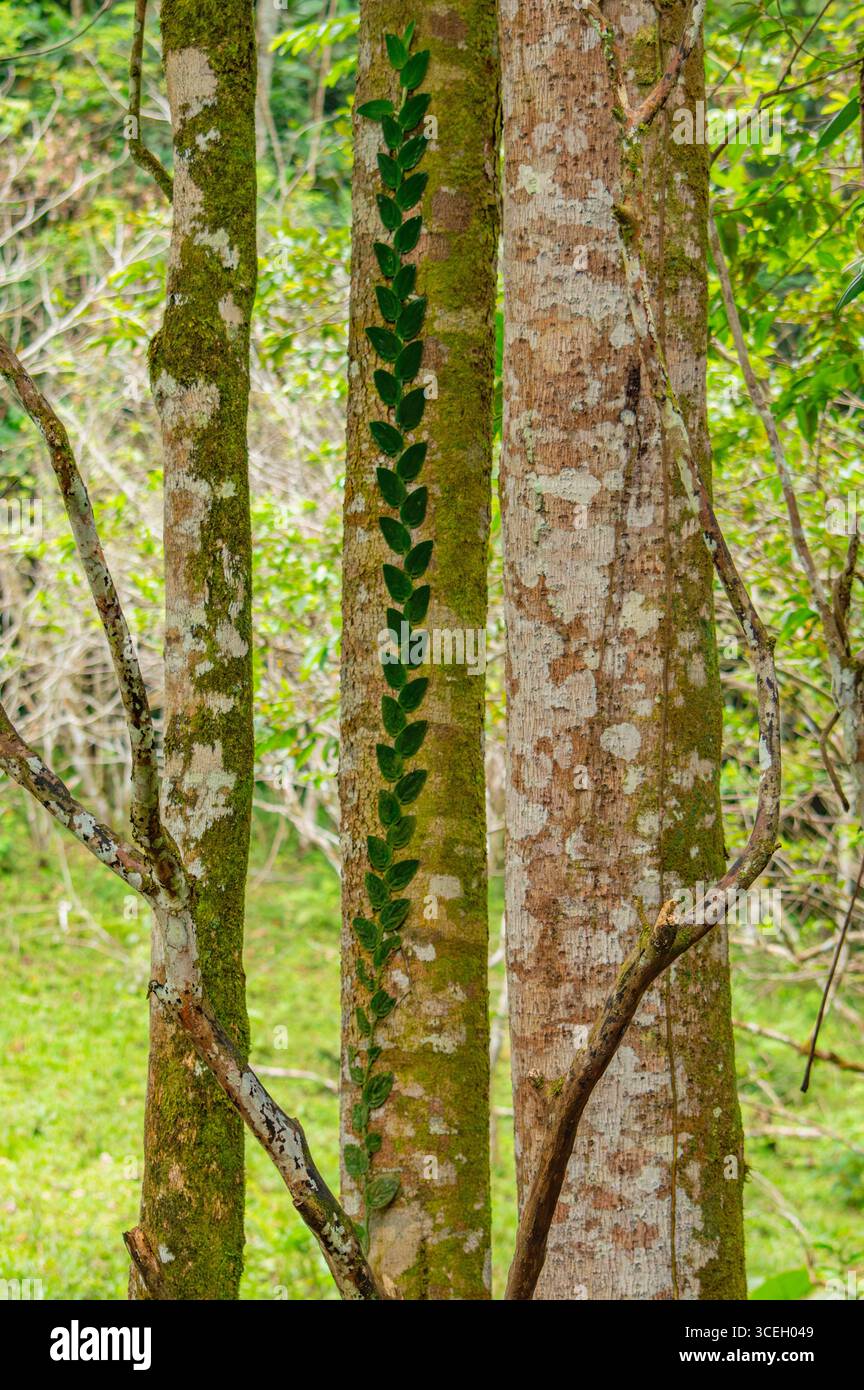 Gros plan de troncs d’arbres ornés de feuillage vert, mettant en valeur la beauté de la nature à Putumayo, en Colombie. Banque D'Images