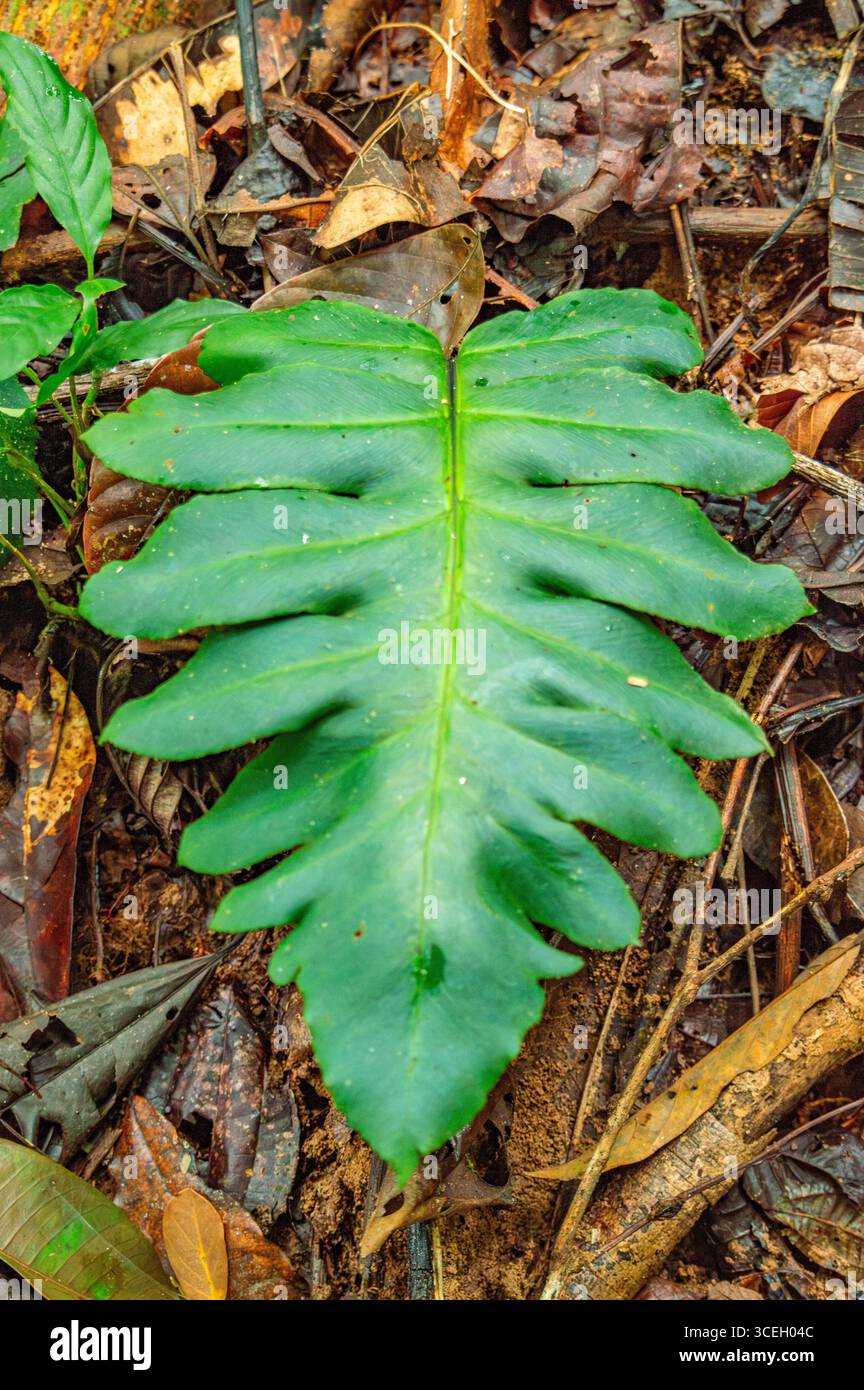Gros plan d'une feuille verte vibrante sur le sol de la forêt à Putumayo, en Colombie, entourée de feuilles tombées et de feuillage. Banque D'Images