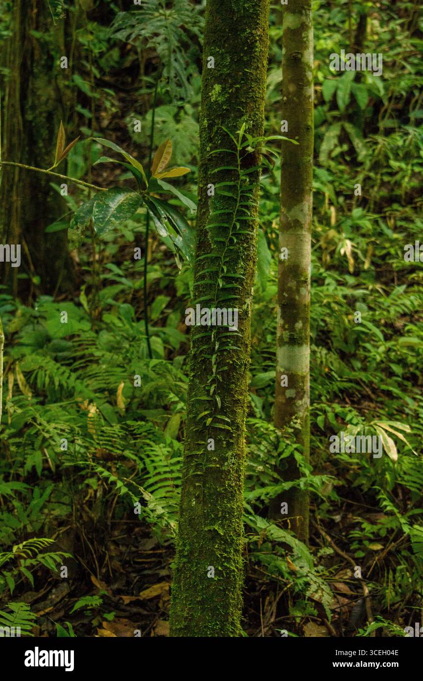 Scène de forêt tropicale vibrante mettant en valeur une végétation riche, des fougères et des arbres à Putumayo, Colombie. Banque D'Images