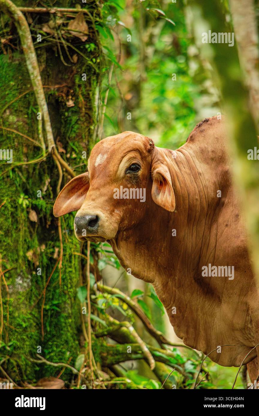 Une vue rapprochée d'une vache brune au milieu d'un feuillage vert vibrant à Putumayo, Colombie. La vache regarde calmement la caméra, entourée de plantes tropicales. Banque D'Images