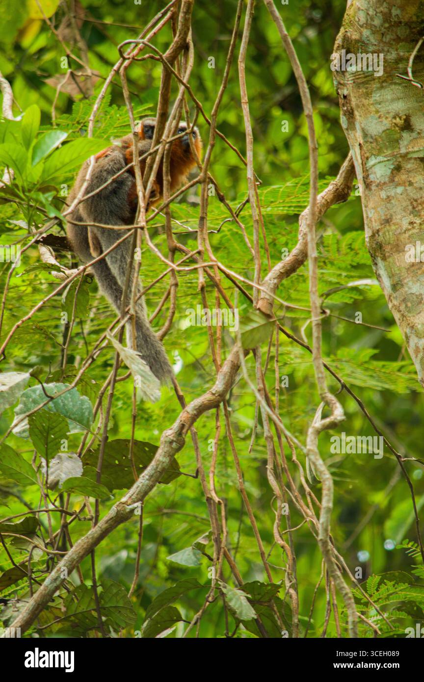 Un singe perché sur des branches dans une forêt tropicale vibrante de Putumayo, en Colombie, entouré d'un feuillage vert luxuriant. Banque D'Images