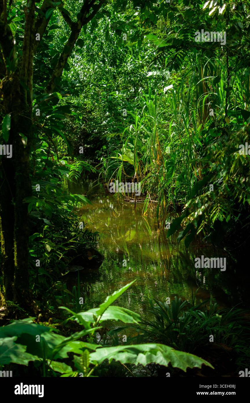 Une scène de jungle verte vibrante avec un ruisseau d'eau claire reflétant les plantes environnantes à Putumayo, Colombie. Banque D'Images