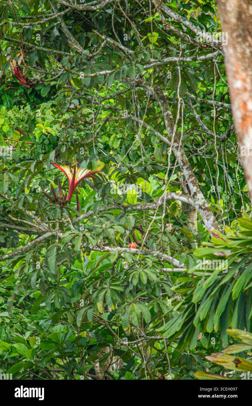 Une vue rapprochée du feuillage vert luxuriant avec une fleur saisissante, mettant en valeur la biodiversité de Putumayo, Colombie. Banque D'Images