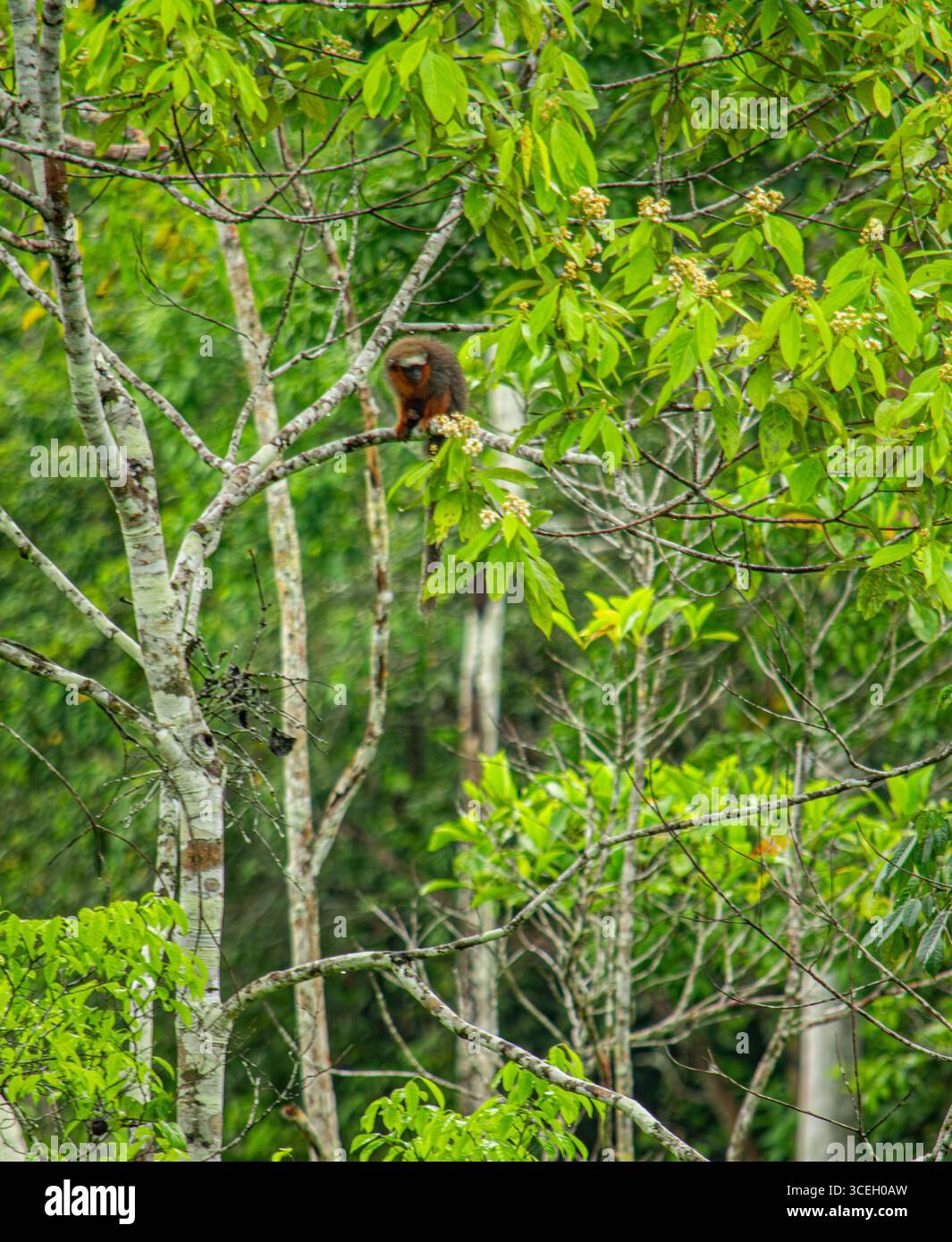 Un singe est assis sur une branche entourée d'un feuillage vibrant à Putumayo, en Colombie, mettant en valeur la riche biodiversité de la région. Banque D'Images