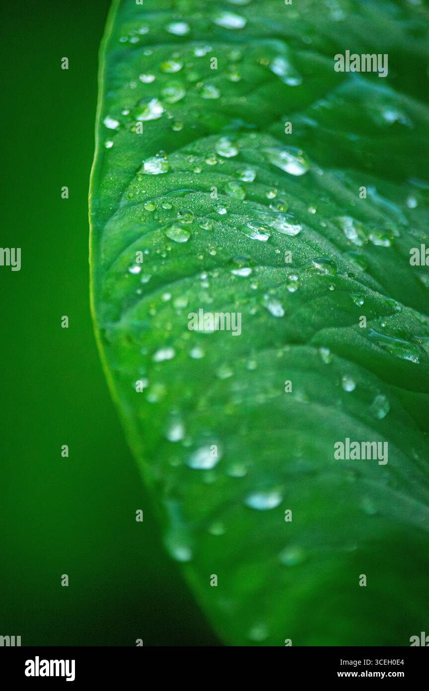 Une image en gros plan vibrante d'une feuille verte recouverte de gouttes de rosée, mettant en valeur la beauté de la nature à Putumayo, en Colombie. Banque D'Images